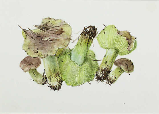 Шипиленко Александр Кузьмич. Лот из трех листов с рисунками грибов: гигрофор поздний, паутинник рыже-оливковый, рядовка зеленая  